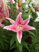 [4336 Ravenna TL VZ No02.JPG]